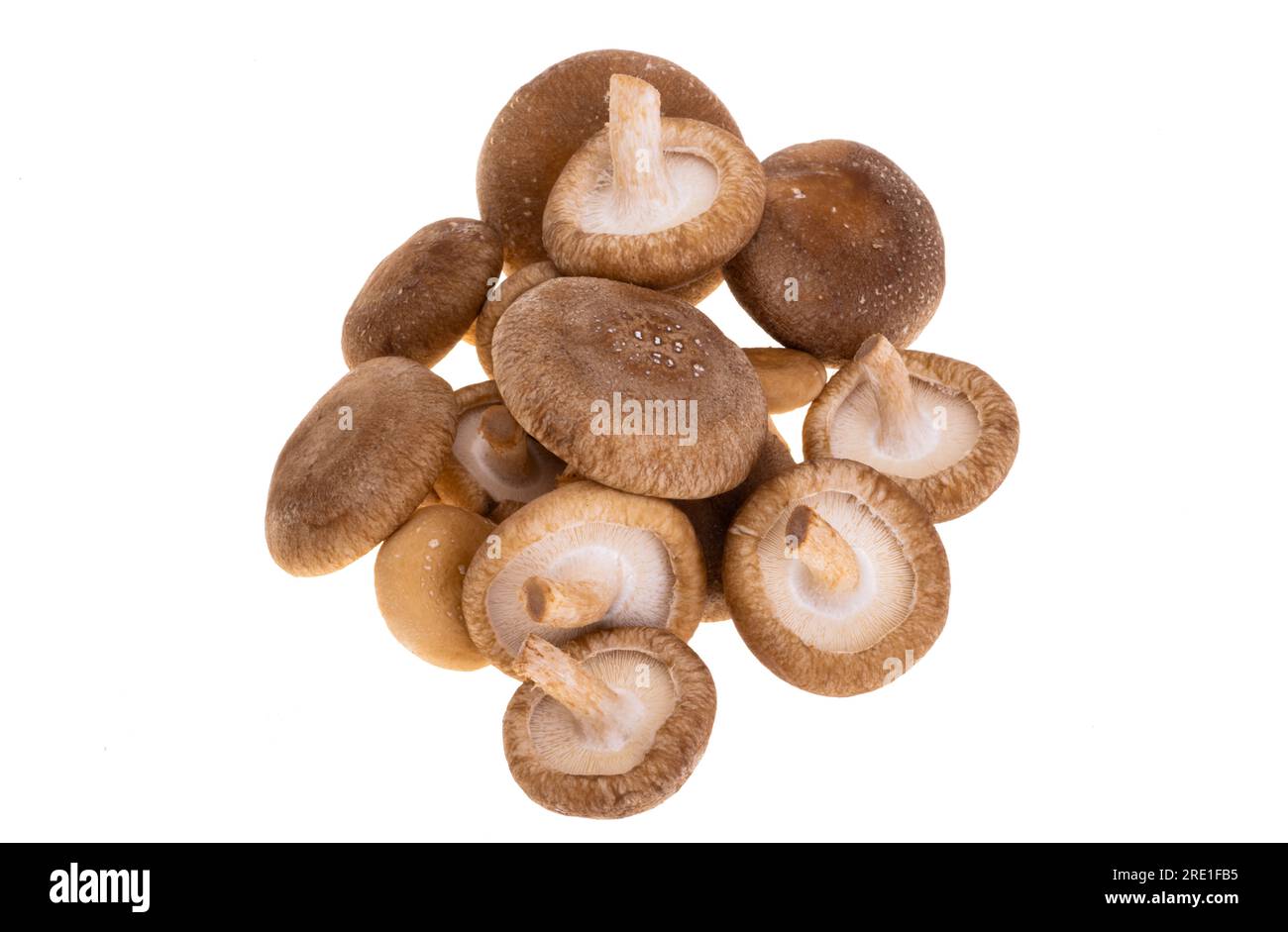 Shitake mushroom hi-res stock photography and images - Alamy