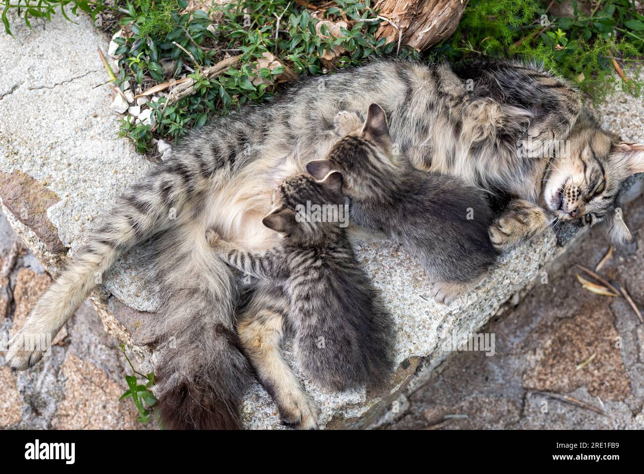 Close-up of kittens sucking milk from mother cat outdoors. Pets. Felines. Stock Photo