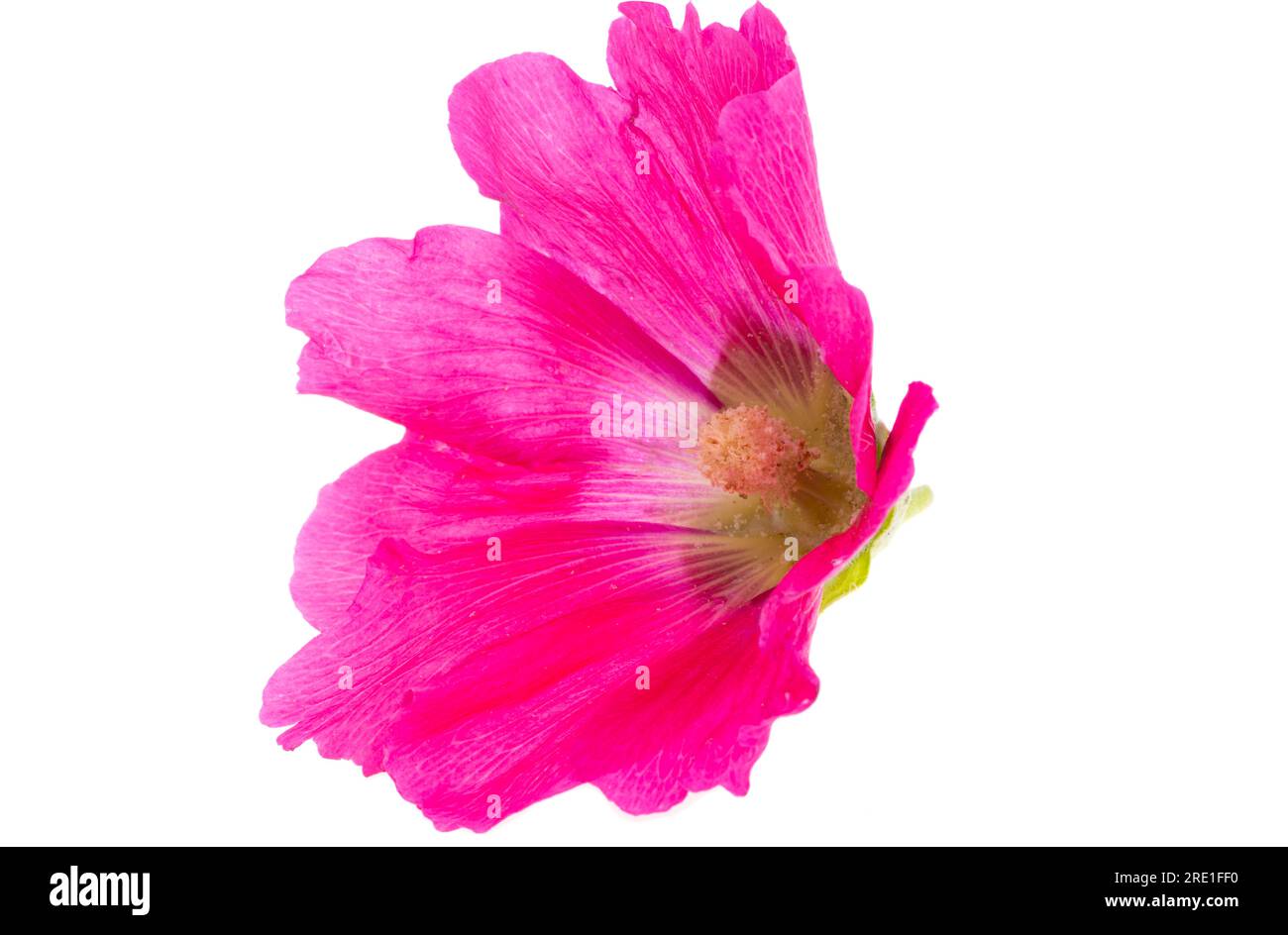mallow flower isolated on white background Stock Photo - Alamy