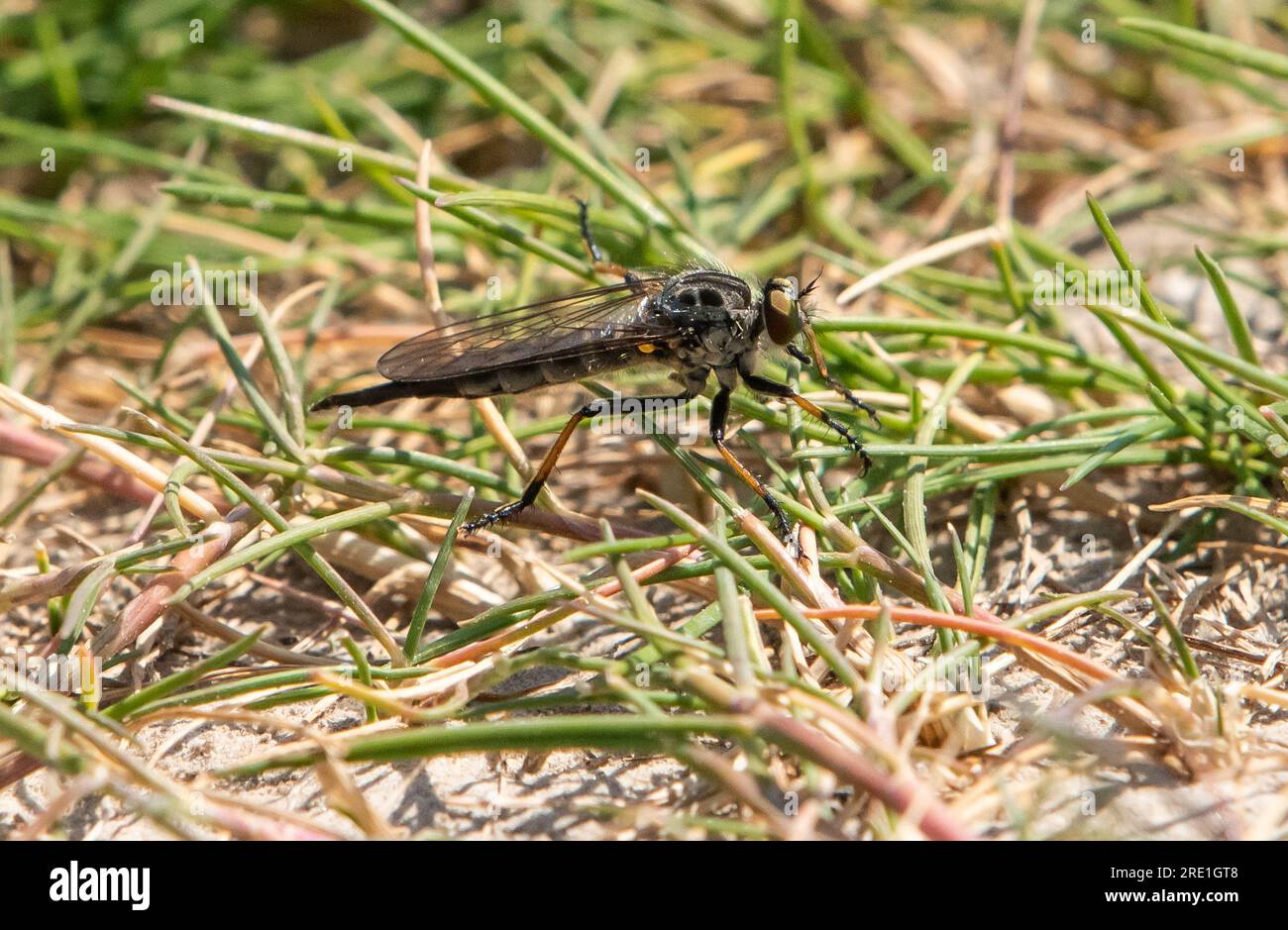 A common awl robberfly, Arnside, Milnthorpe, Cumbria, UK Stock Photo