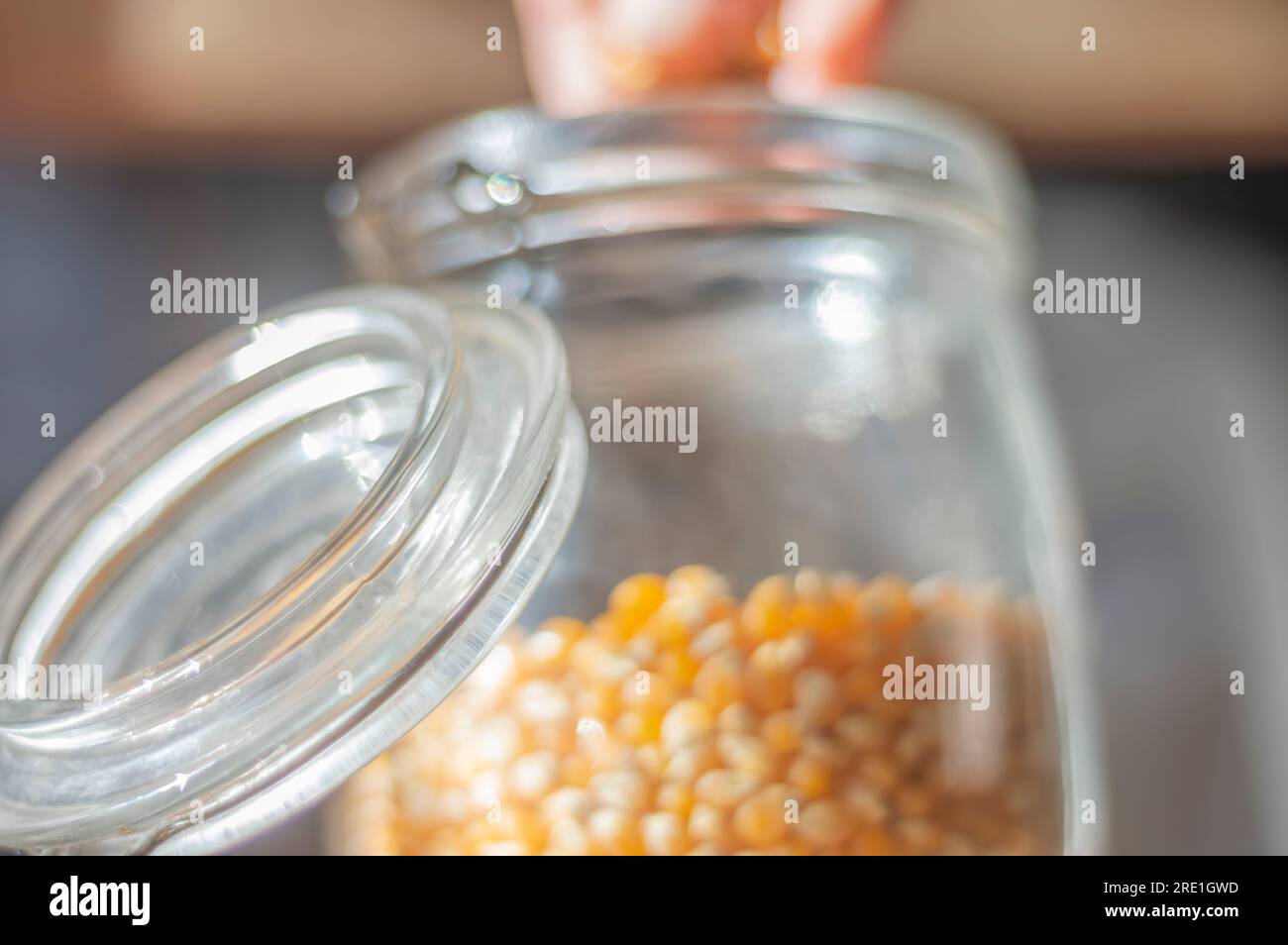 Popcorn corn, corn used to make popcorn in a glass jar with natural