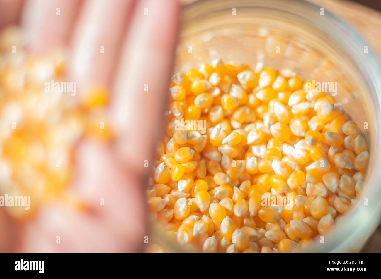 Popcorn corn, corn used to make popcorn in a glass jar with natural