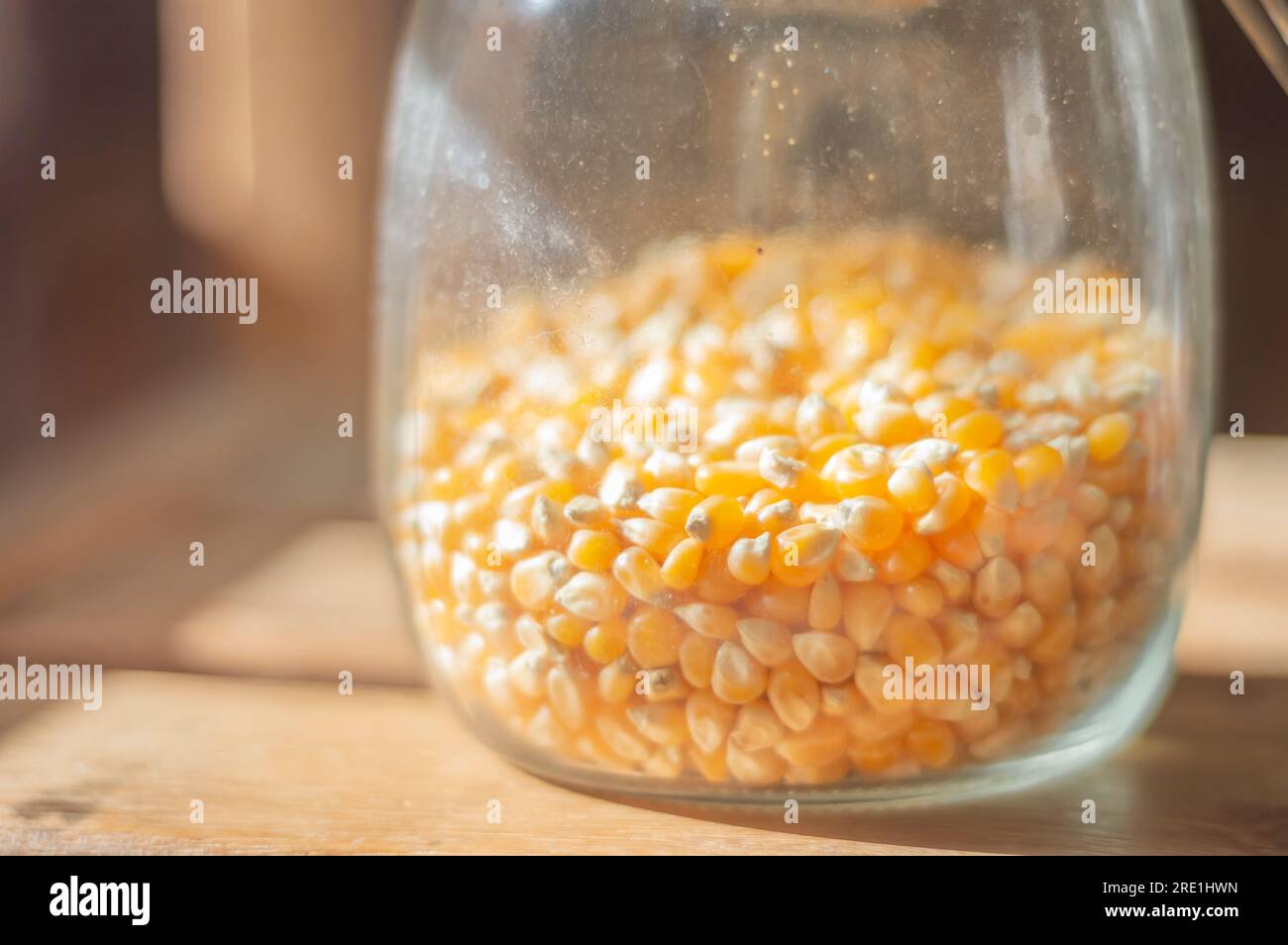 Popcorn corn, corn used to make popcorn in a glass jar with natural
