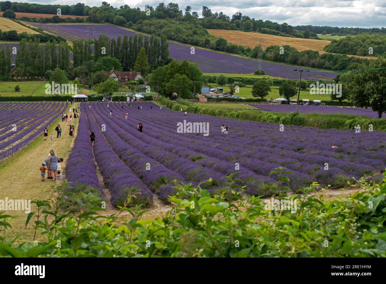 Lavender crop at Castle Farm, Shoreham, kent Stock Photo