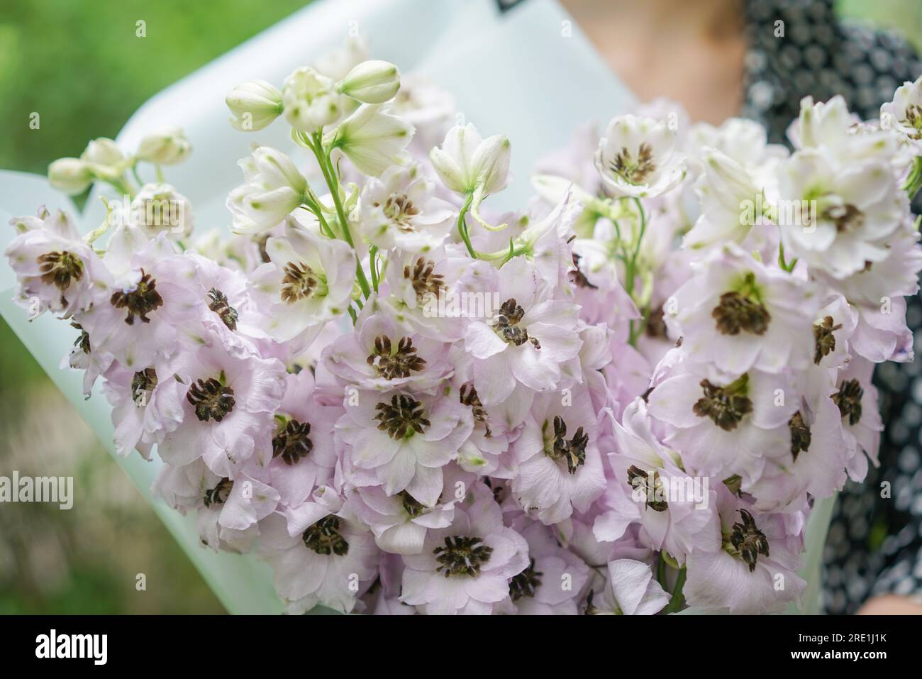 Young girl holding a flower bouquet with Delphiniums of lilac color ...