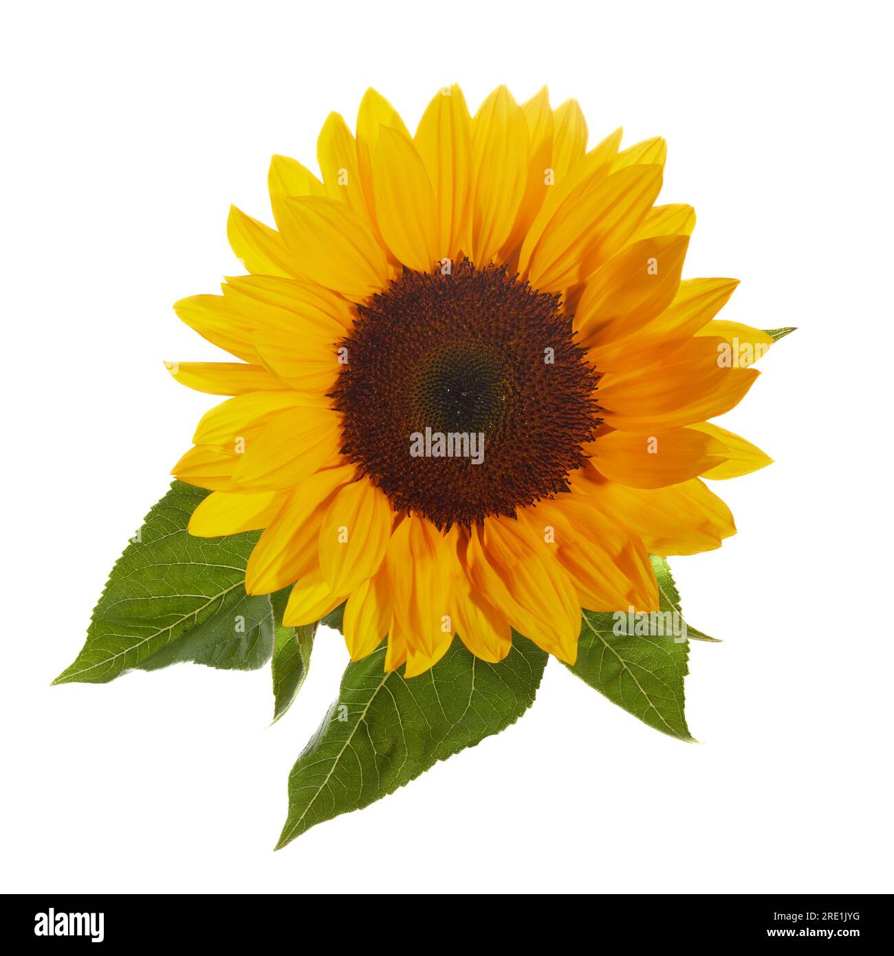 Sunflower isolated on white background Stock Photo - Alamy