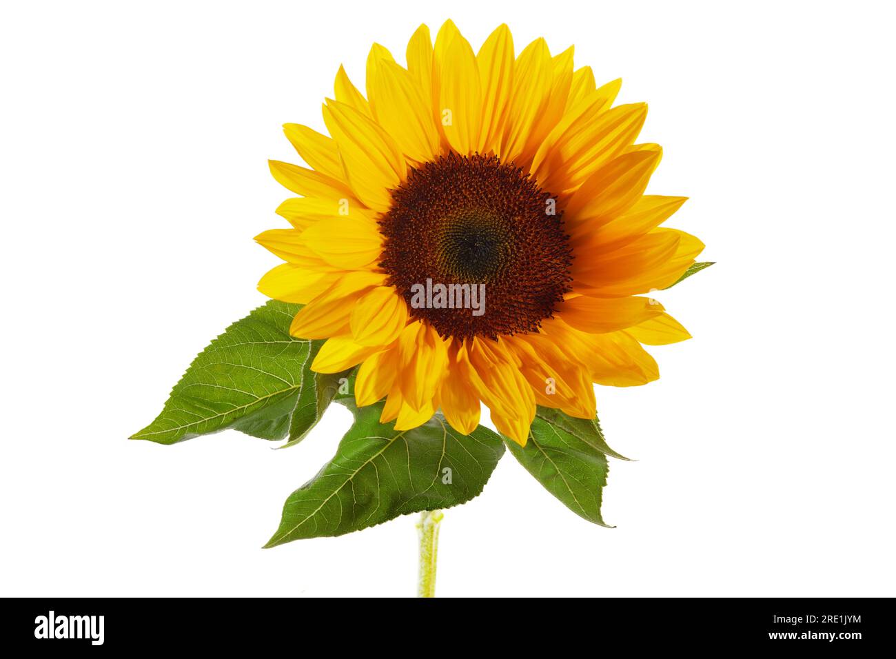Sunflower isolated on white background Stock Photo - Alamy