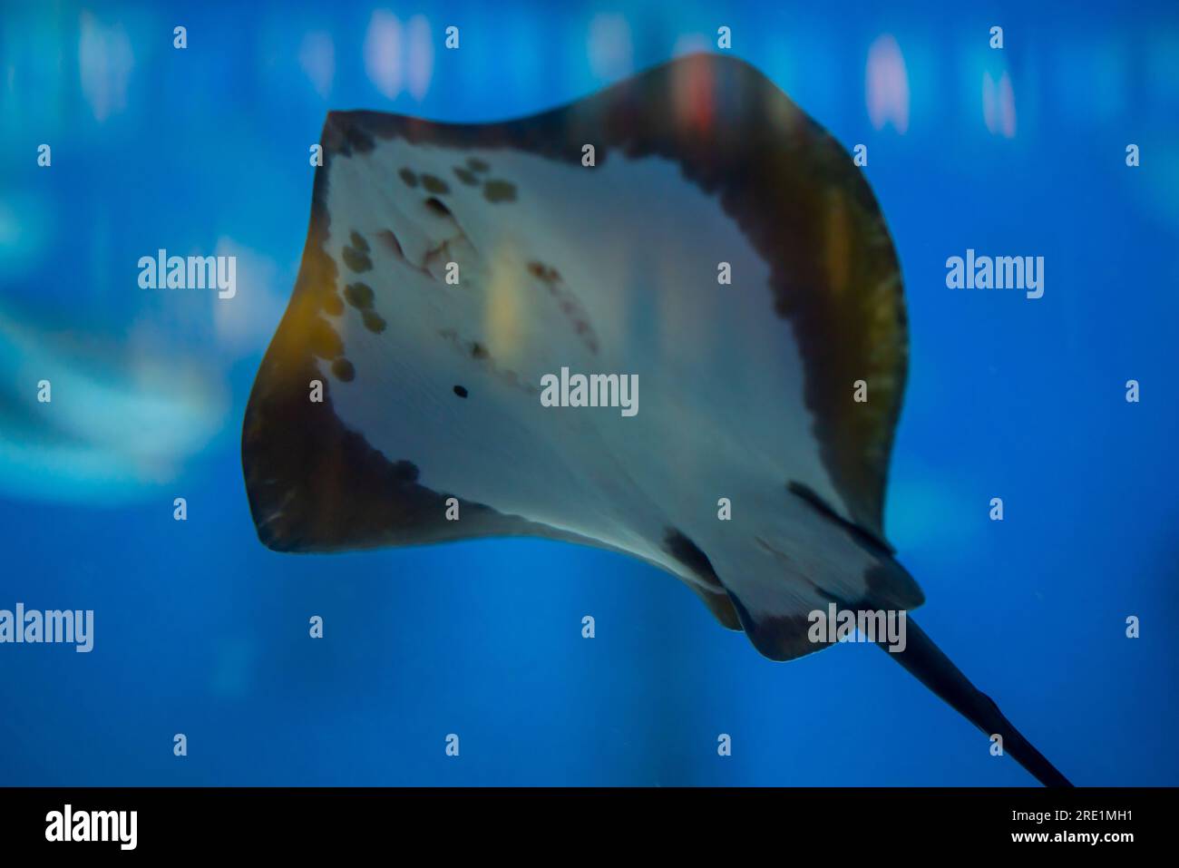 Bottom view of the white belly of the stingray Stock Photo - Alamy