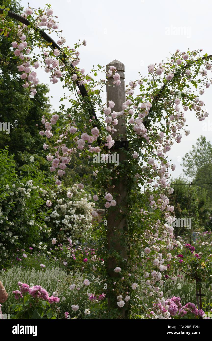 Debutante roses hi-res stock photography and images - Alamy