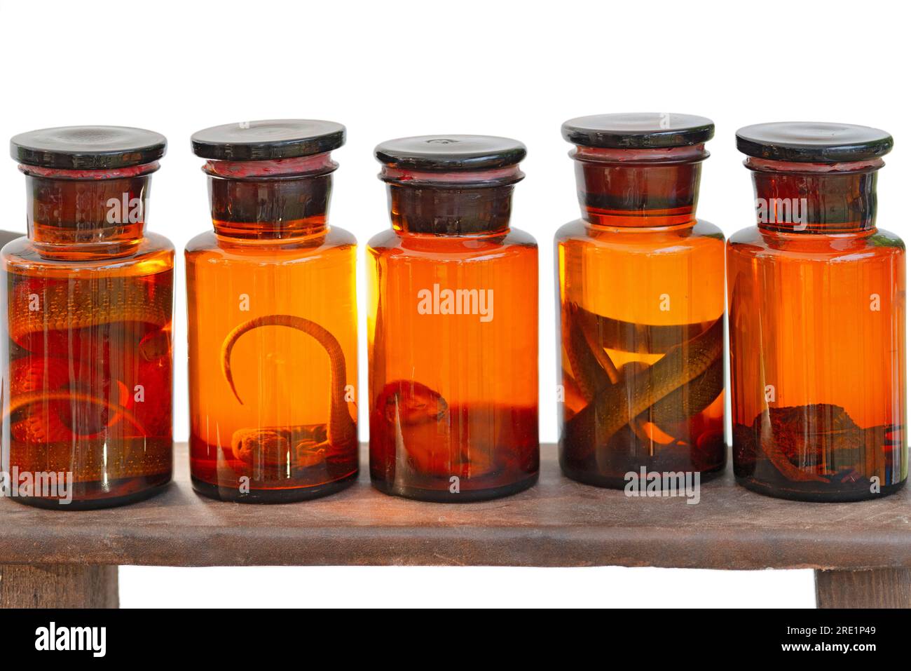 Animals Preserved in Formaldehyde Solution Stock Photo