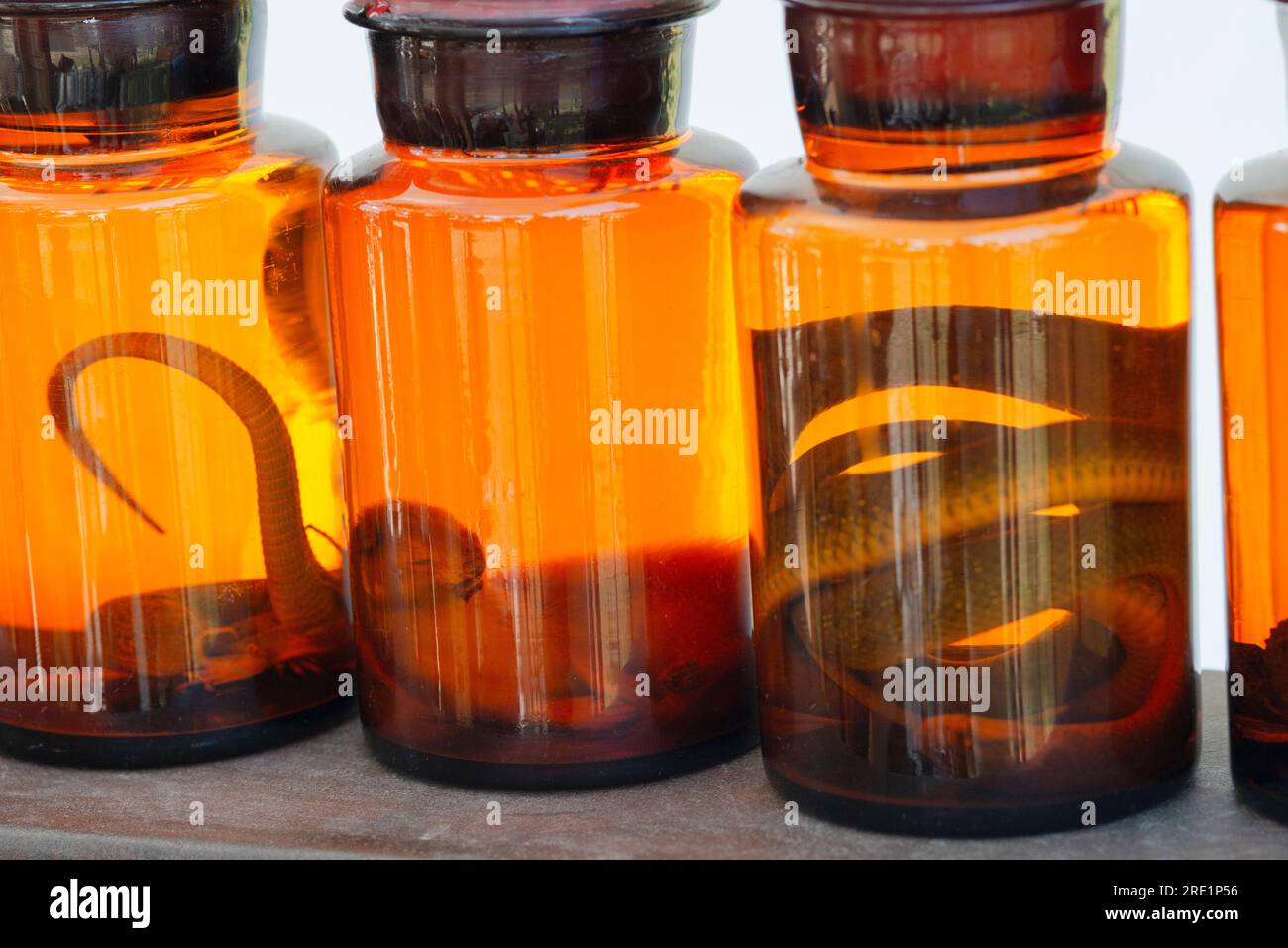 Animals Preserved in Formaldehyde Solution Stock Photo