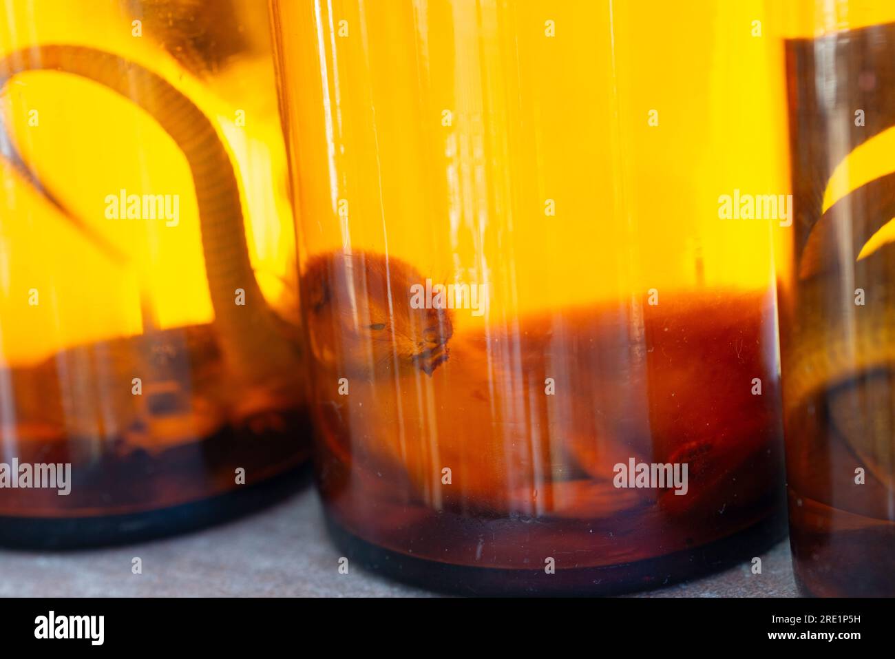 Animals Preserved in Formaldehyde Solution Stock Photo