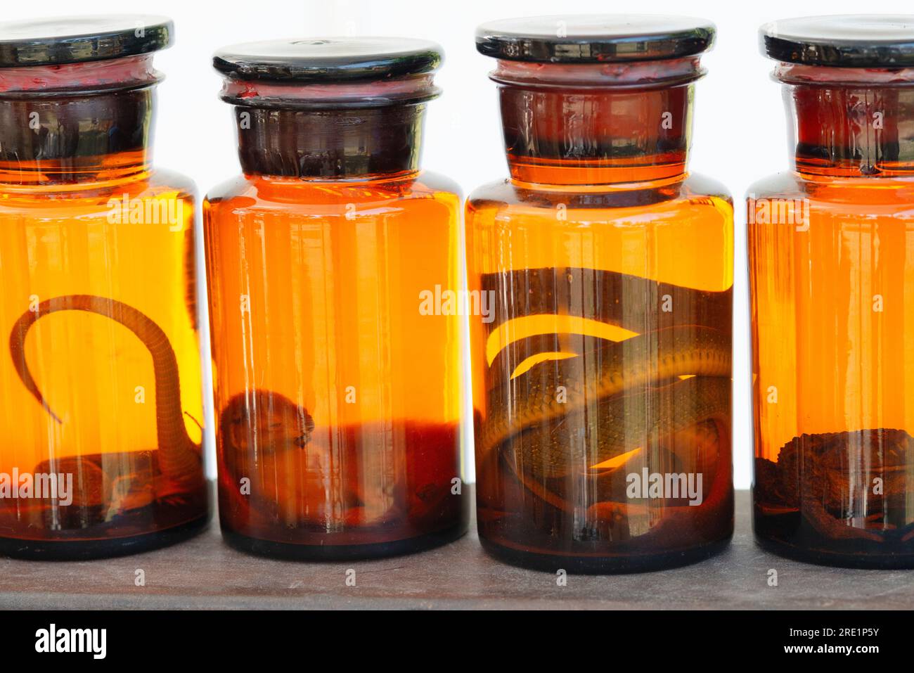 Animals Preserved in Formaldehyde Solution Stock Photo