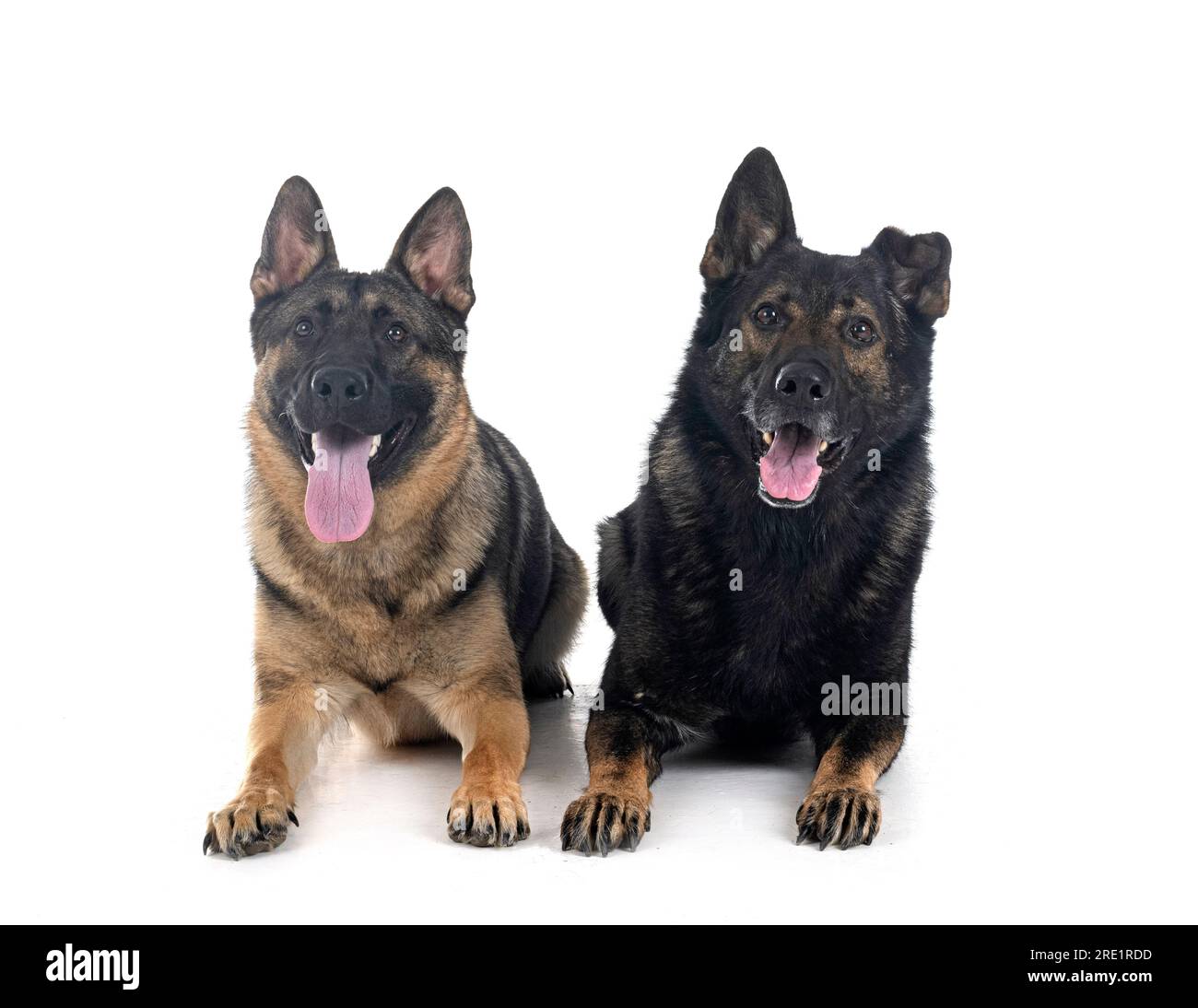 young german shepherds in front of white background Stock Photo