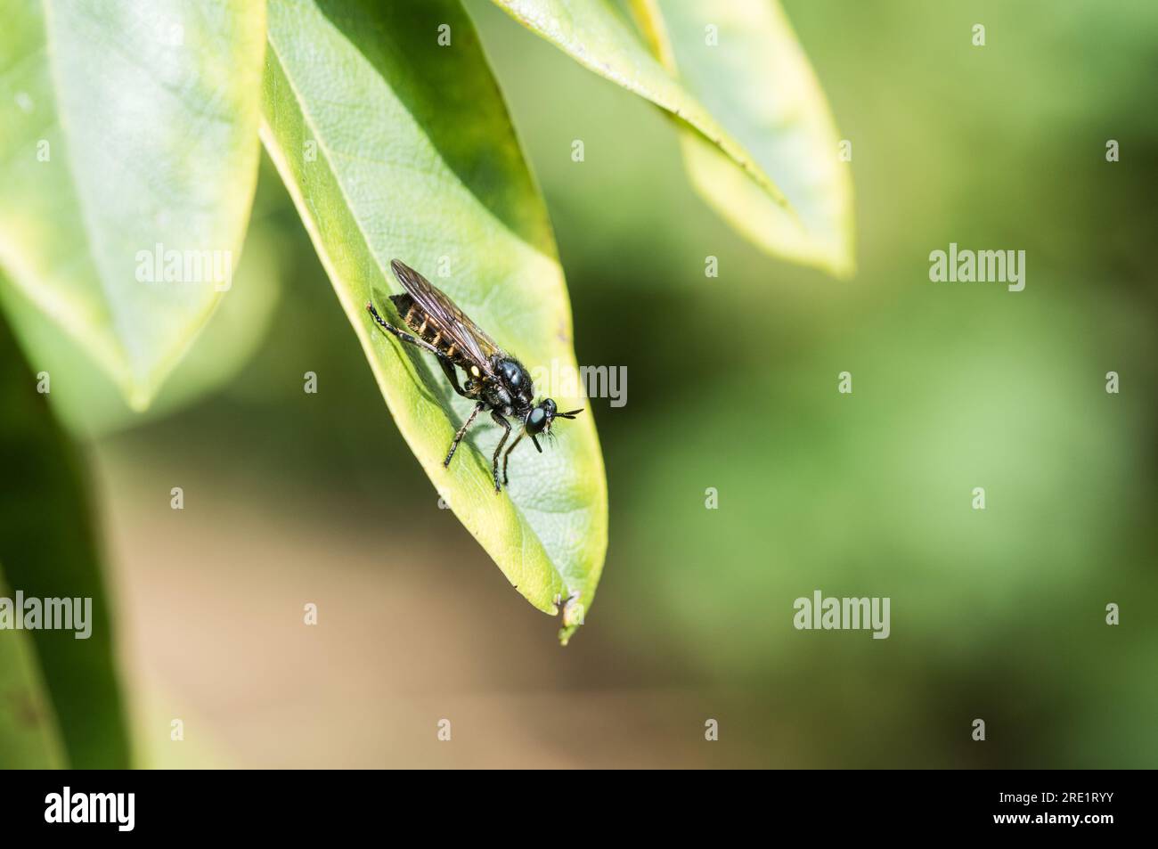 Golden Flying Insect Golden haired robber fly hi-res stock photography and images - Alamy