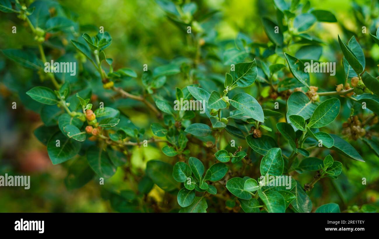 Indian ginseng, poison gooseberry, or winter cherry plant. Ashwagandha known as Withania somnifera. An evergreen shrub, the Solanaceae or nightshade. Stock Photo