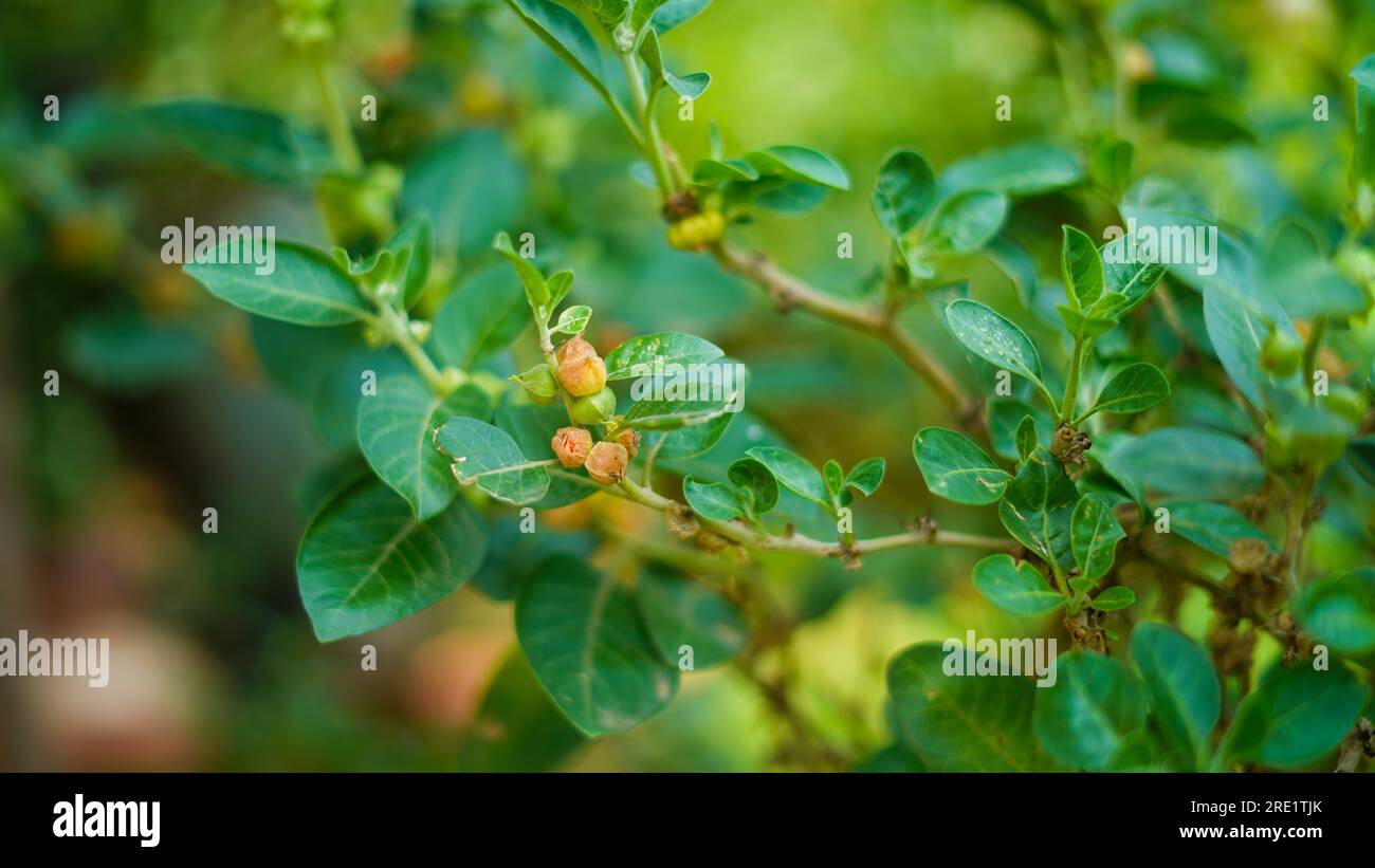 Indian ginseng, poison gooseberry, or winter cherry plant. Ashwagandha known as Withania somnifera. An Evergreen herb, Solanaceae or nightshade family Stock Photo