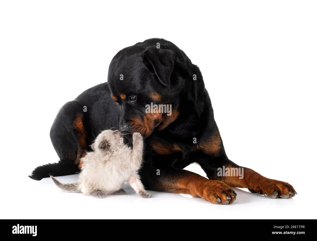 siamese kitten and rottweiler in front of white background Stock Photo