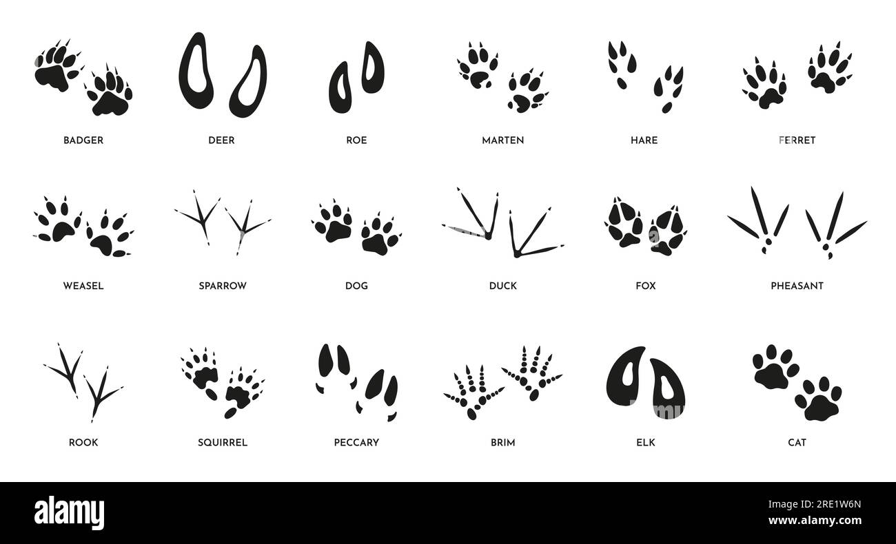 Animal footprints. Wild foot paw prints of different animals, foot silhouette trail of wild bests, dog fox elk ferret and deer paw. Vector isolated set. Domestic pets and wildlife traces Stock Vector