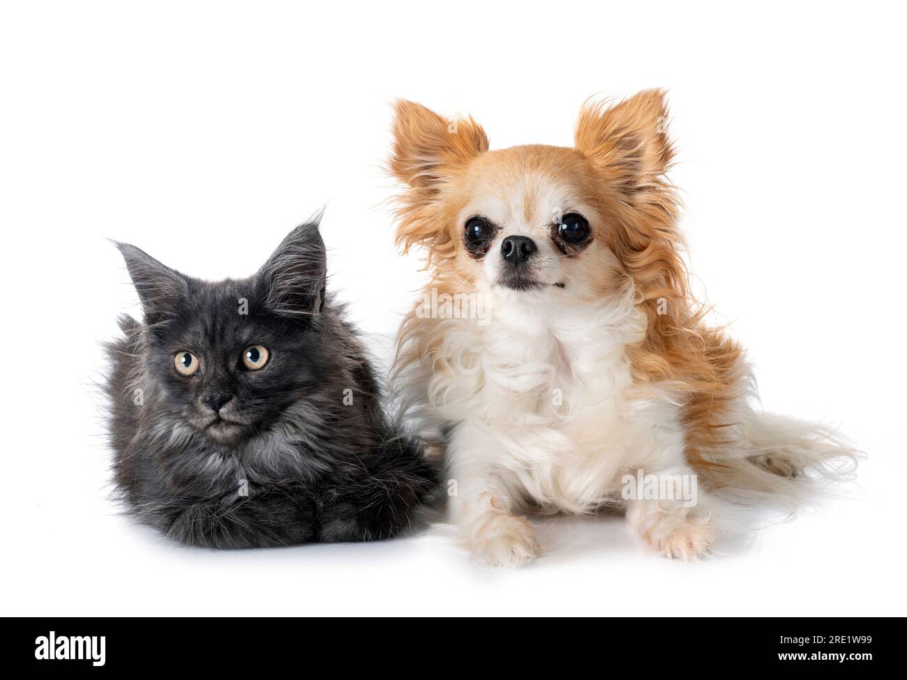 maine coon kitten and chihuahua in front of white background Stock Photo