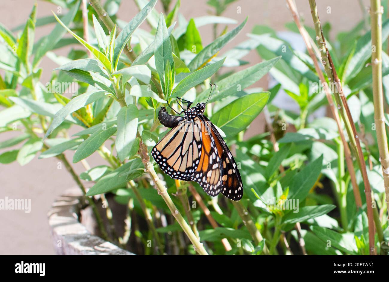 Female Monarch butterfly laying an egg on the underside of a milkweed plant leaf Stock Photo