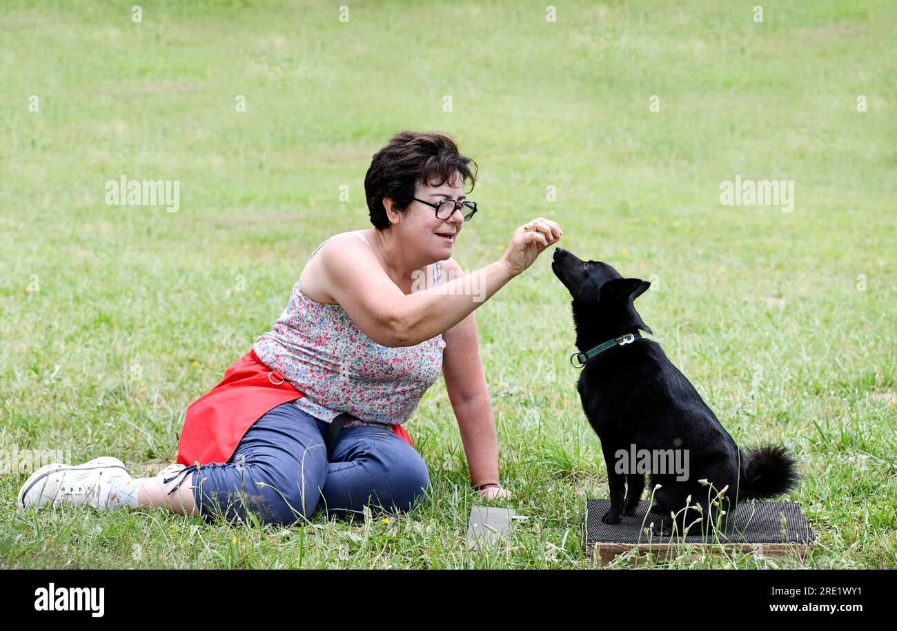 dog training  for obedience discipline with a Schipperke Stock Photo