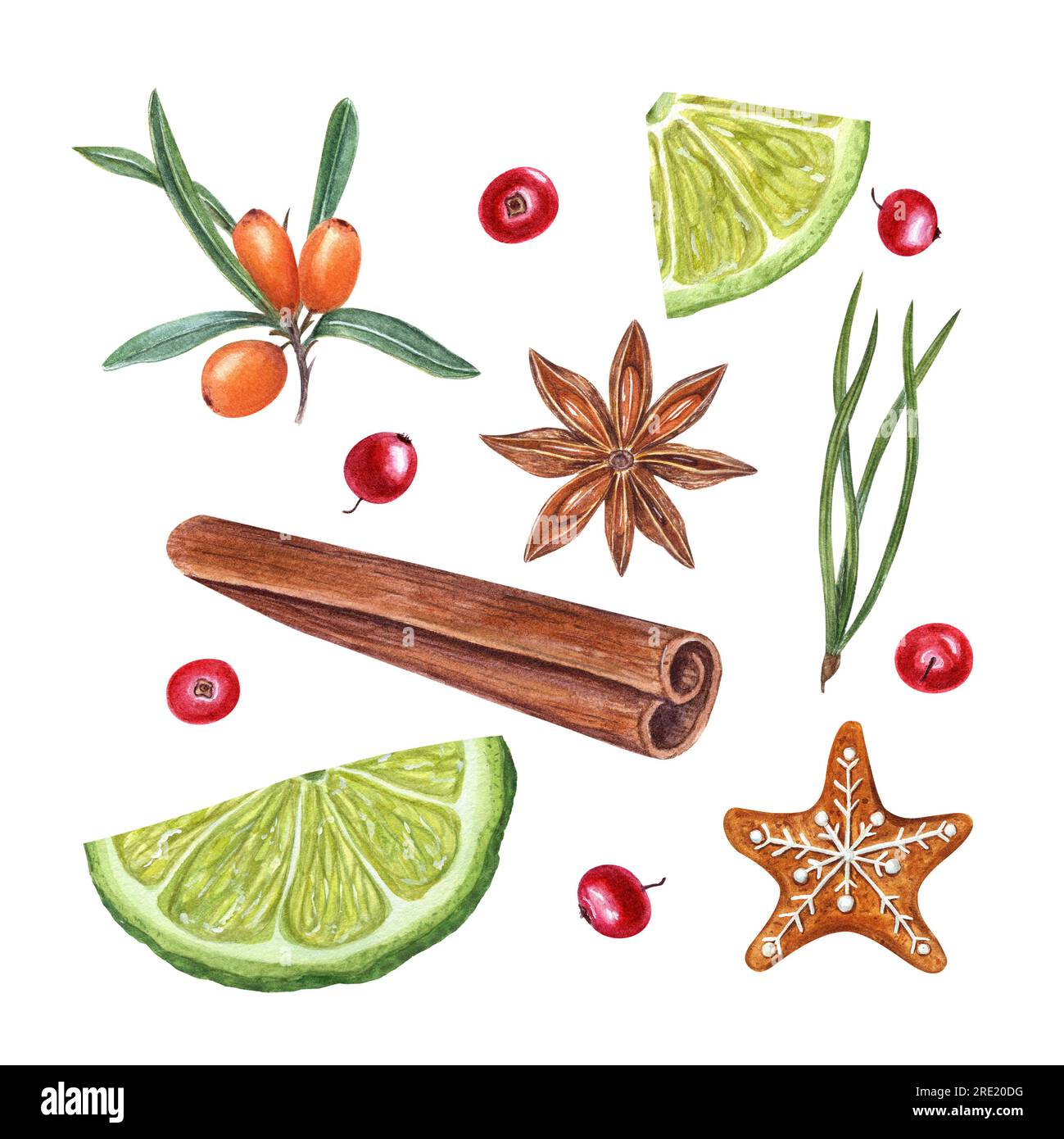 Watercolor set of lime slices, cinnamon, star anise, spruce needles