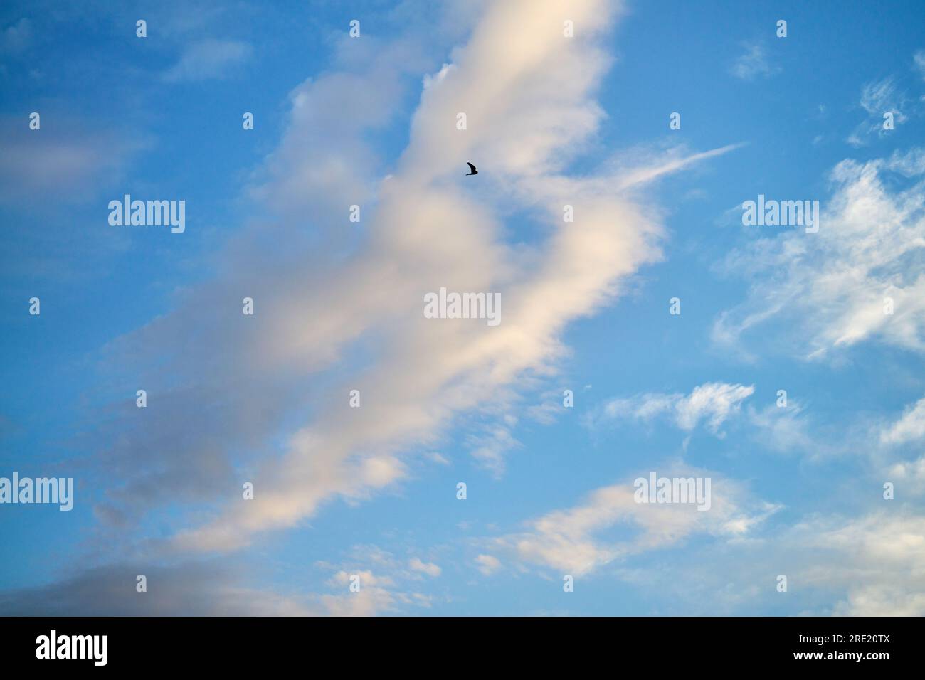 seagull flying in the sky Stock Photo