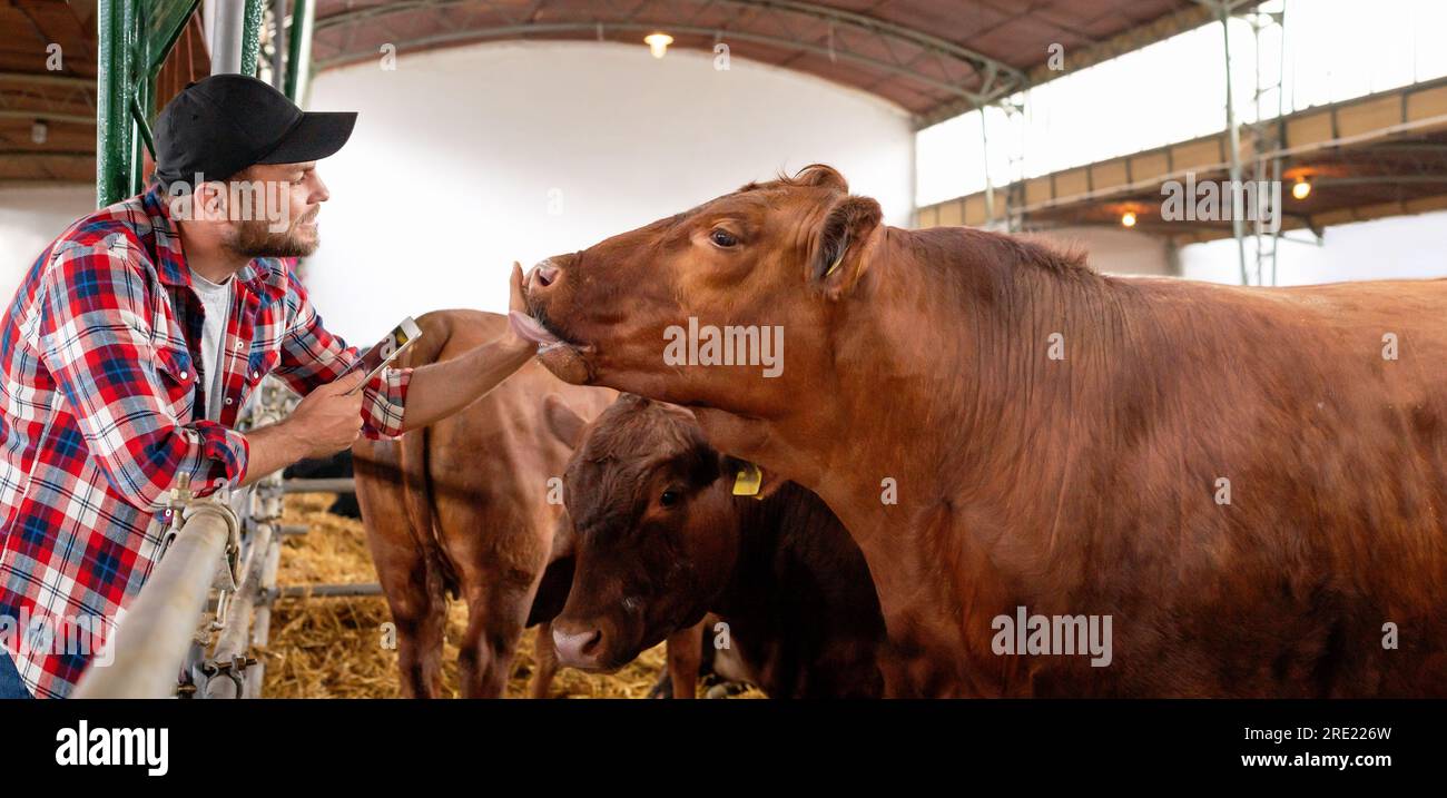 Happy young man farmer and cow in livestock farm Stock Photo - Alamy