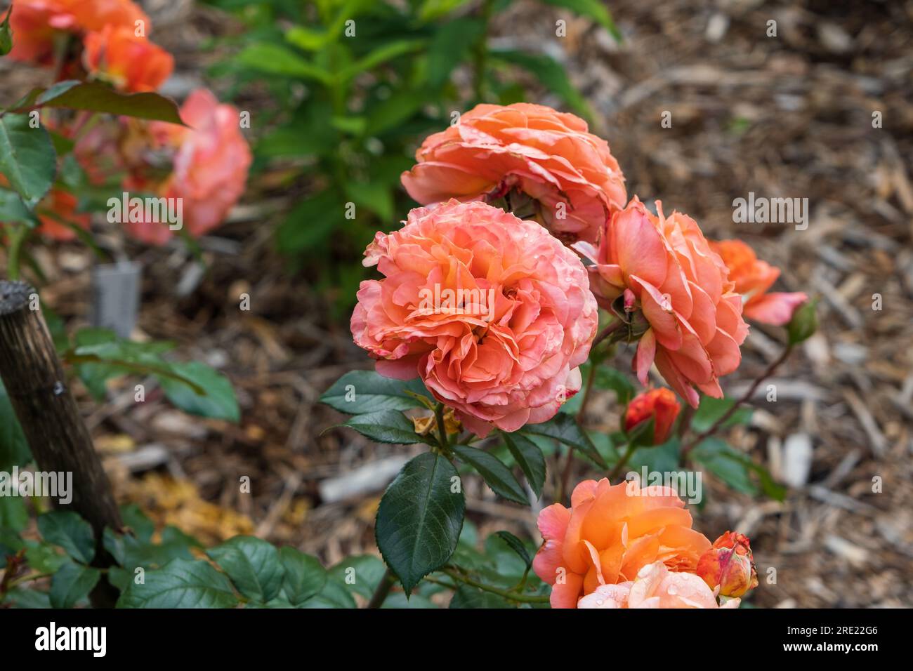 Salmon color rose flower close-up in bright background. Light pink color rose bloom can. Stock Photo