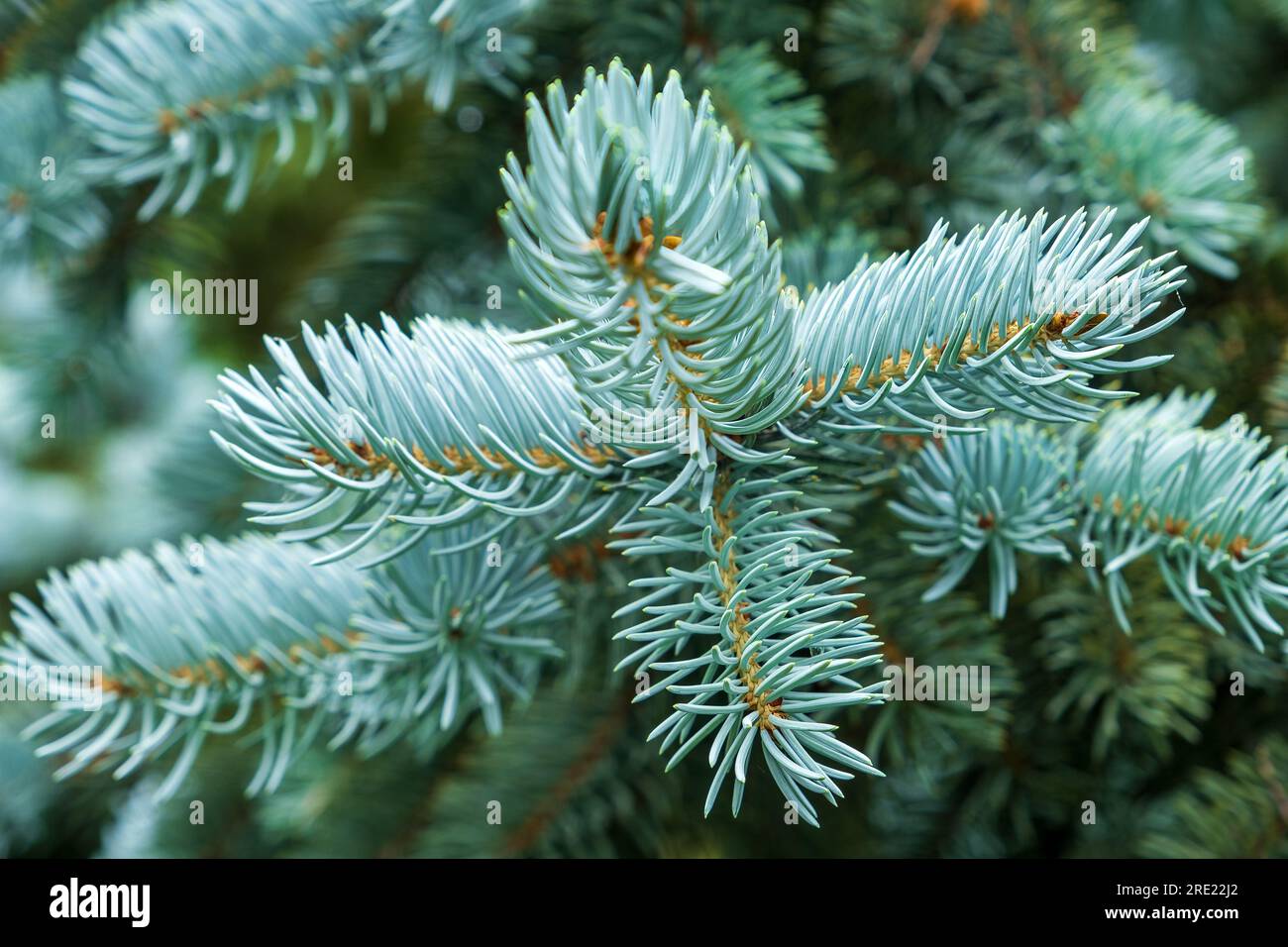 Light blue rocky mountain white or silver fir Abies concolor, Low's or balsam fir or California white fir, white balsam, Colorado white fir Stock Photo