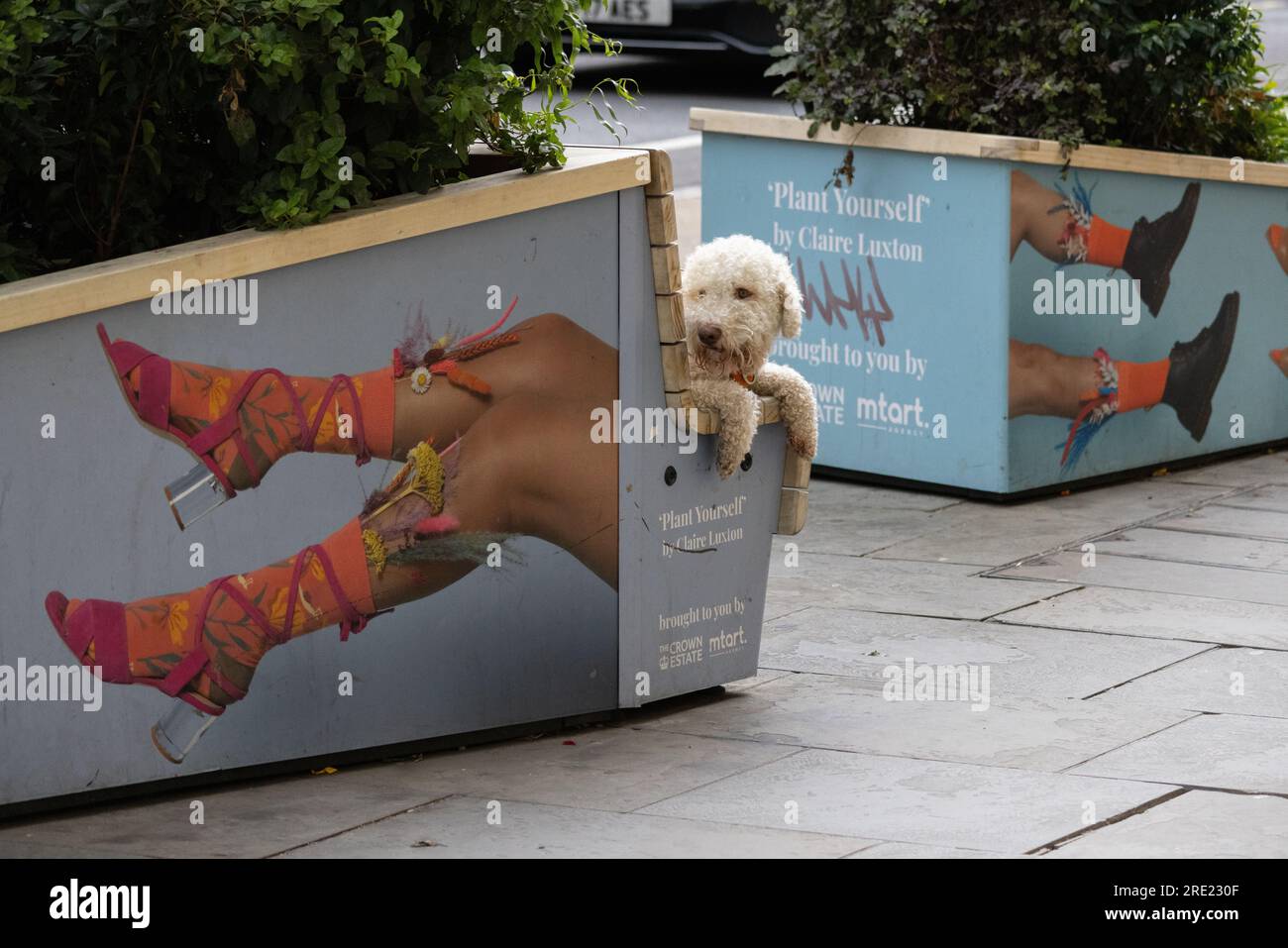 Cuddly dog sits on a street bench along Regent Street, London, England, United Kingdom Stock Photo