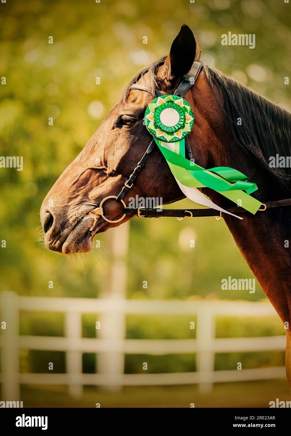 Portrait of a beautiful bay horse with a green rosette on a sunny summer day. Victory in equestrian competitions. Horse riding. Stock Photo