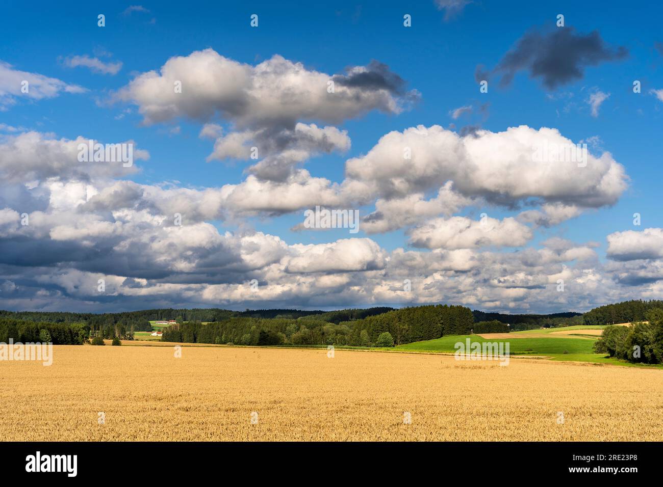 Bavarian landscape in the Upper Palatinate. A grainfield in front and farms in the background. Germany. Stock Photo