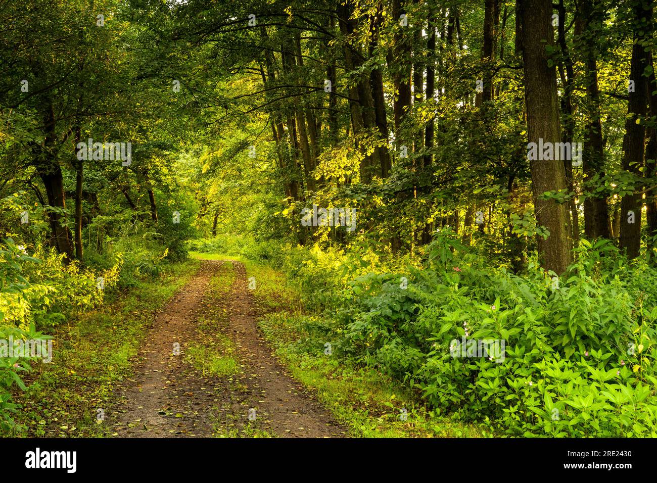 A trail in a forest in the nature reserve Regentalaue. Upper Palatinate, Bavaria, Germany. Stock Photo