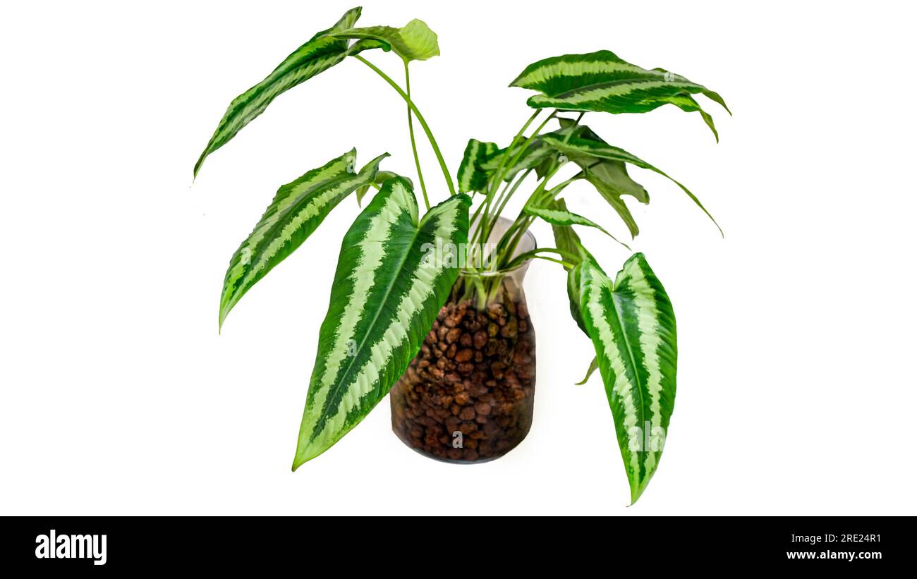 Schismatoglottis Wallichii cuttings in water and leca clay in crushed. Plant. Ornamental rare plant also known as Drop Tongue Plant Stock Photo