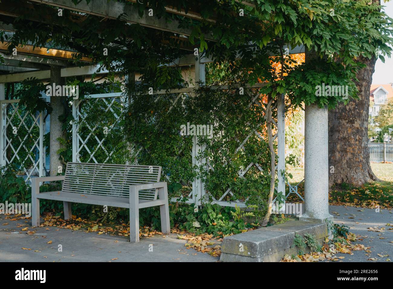 White Park Bench With Stone Wall And Green Leaves Of The Ivy In Quiet ...