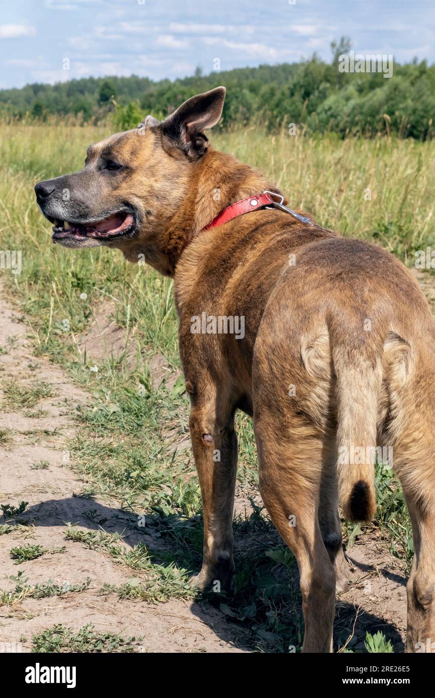 Staffordshire Terrier dog walking in the woods close up Stock Photo