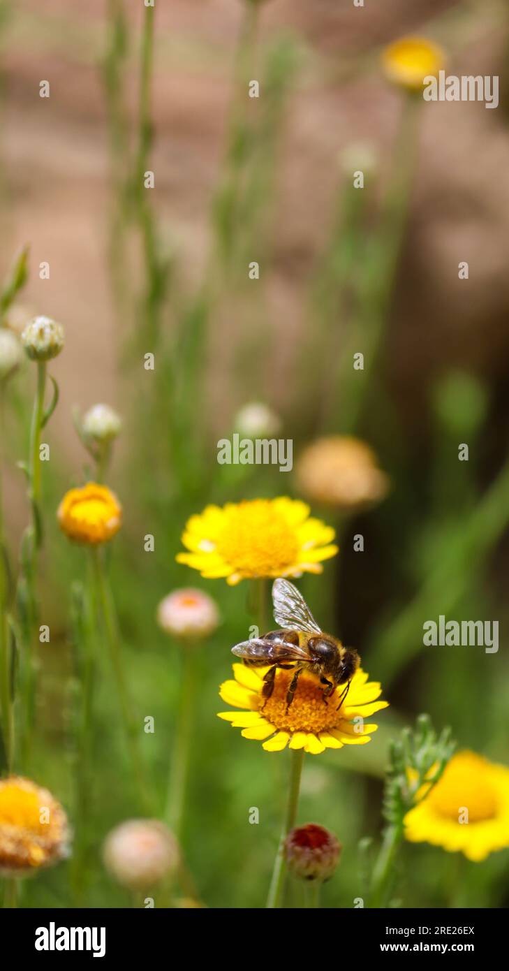 the bee takes nectar from flowers Stock Photo Alamy