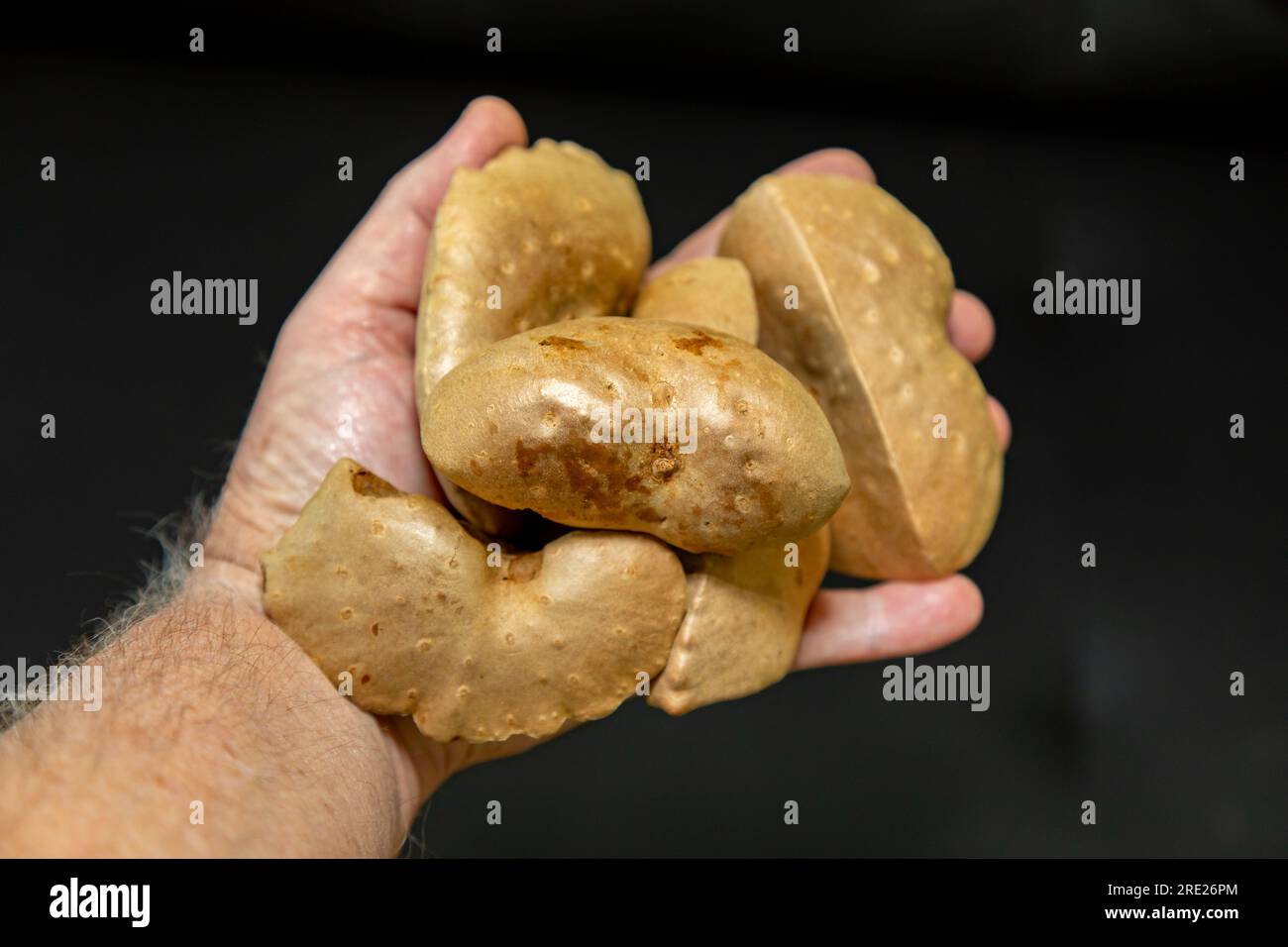 Edible bulb of the plant (Dioscorea bulbifera) originally from Africa and known as "cará moela