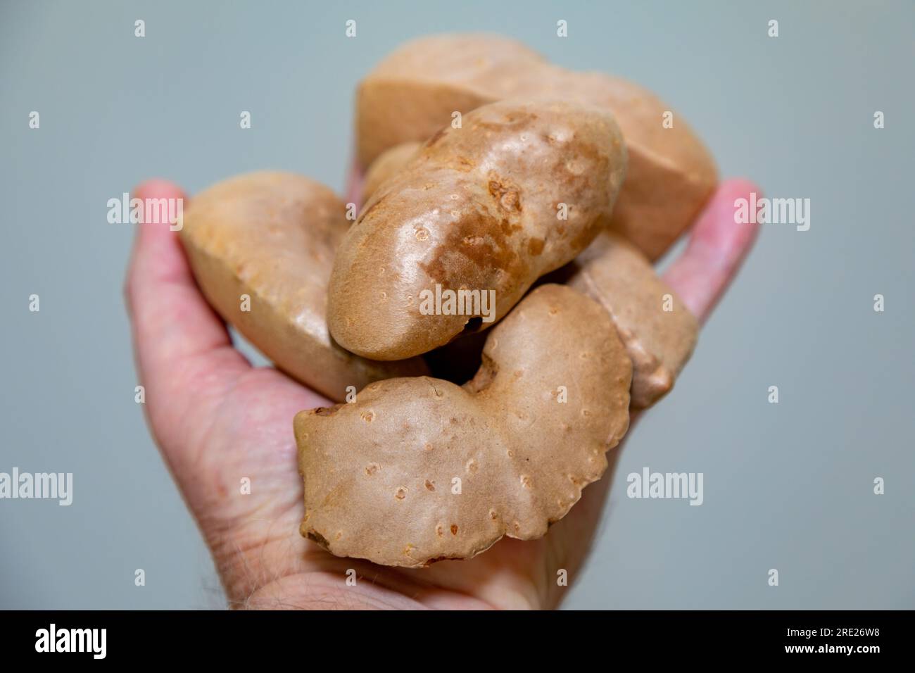 Edible bulb of the plant (Dioscorea bulbifera) originally from Africa and known as "cará moela