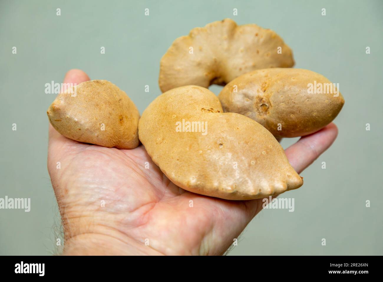 Edible bulb of the plant (Dioscorea bulbifera) originally from Africa and known as "cará moela