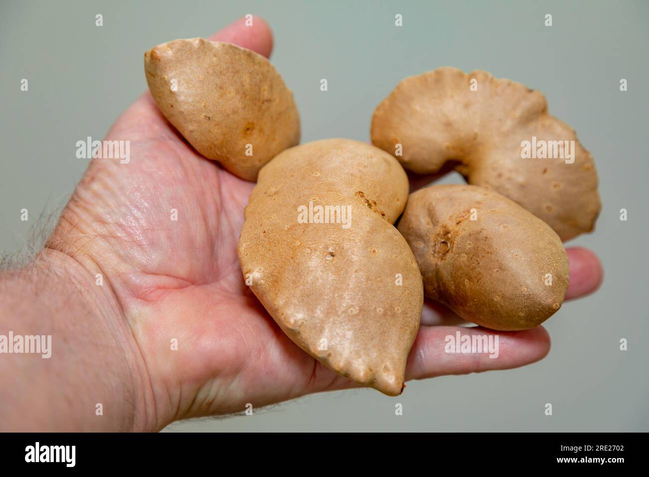 Edible bulb of the plant (Dioscorea bulbifera) originally from Africa and known as "cará moela