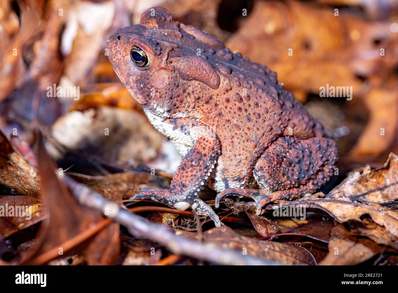 Close-up  of an American Toad (Anaxyrus americanus) in leaf litter - Dupont Recreational State Forest, near Brevard, North Carolina, USA Stock Photo