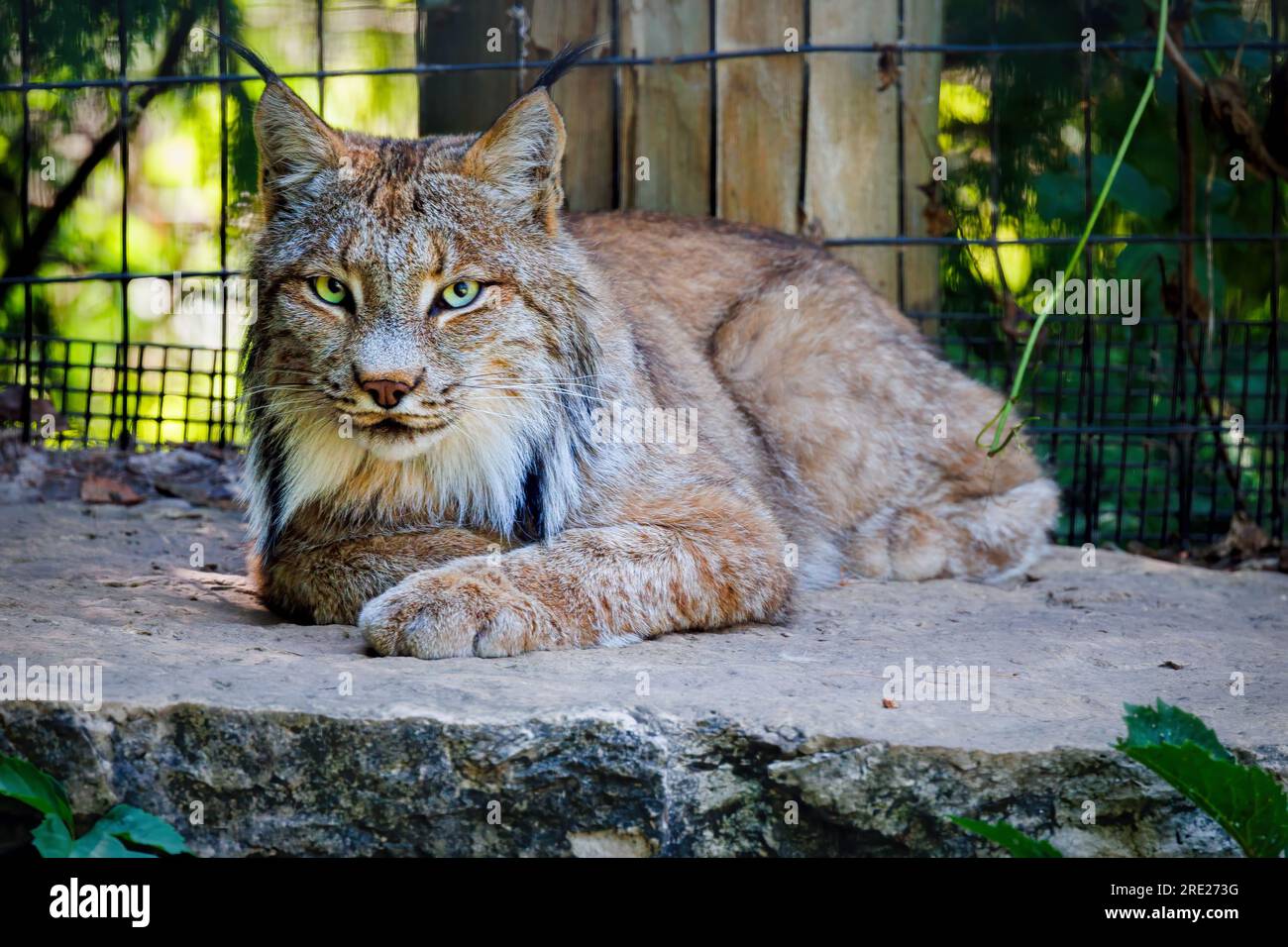 A lynx sits on a rock at the Lincoln Park Zoo in Manitowoc, Wisconsin