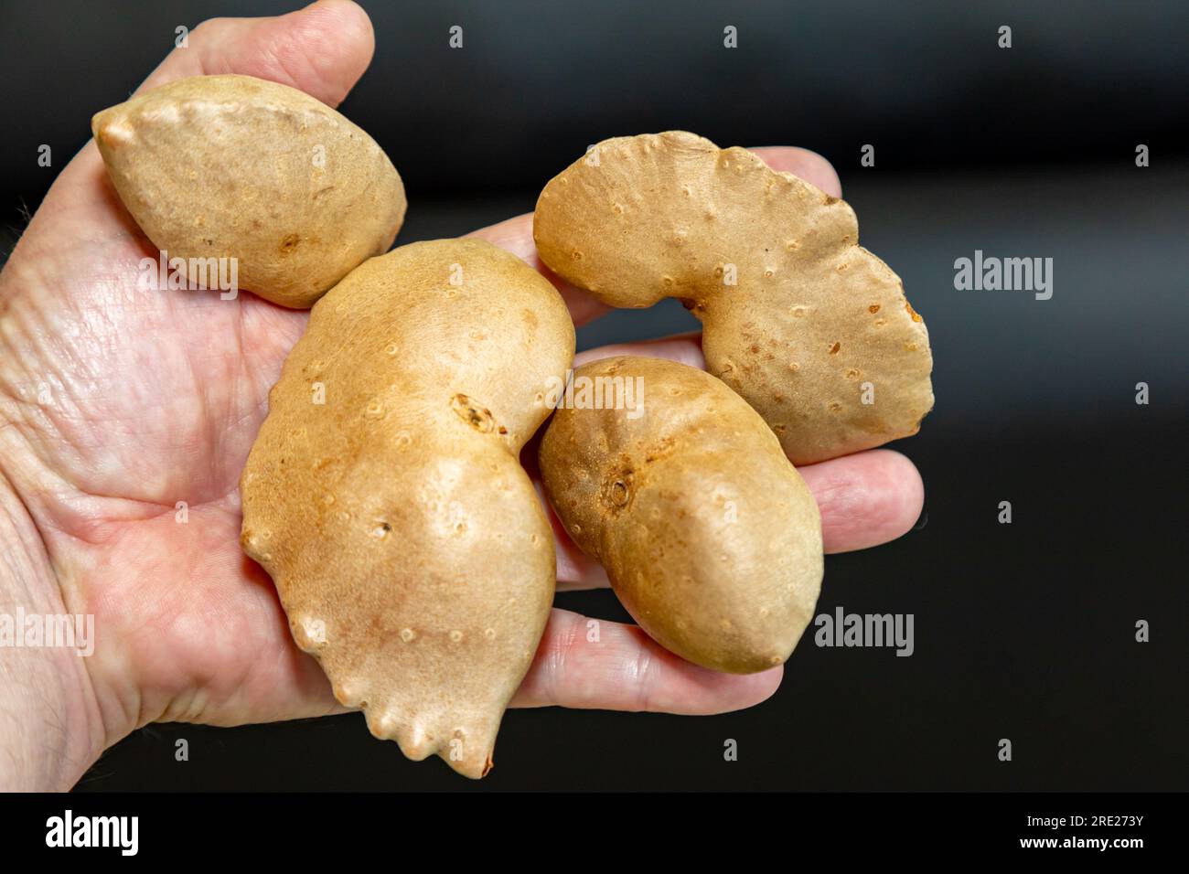 Edible bulb of the plant (Dioscorea bulbifera) originally from Africa and known as "cará moela