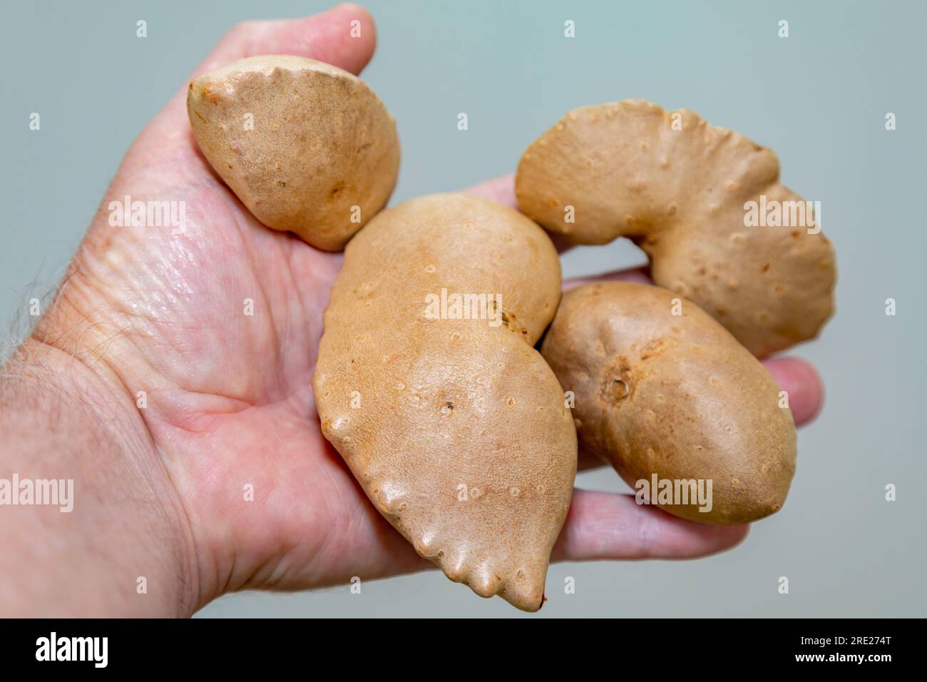 Edible bulb of the plant (Dioscorea bulbifera) originally from Africa and known as "cará moela