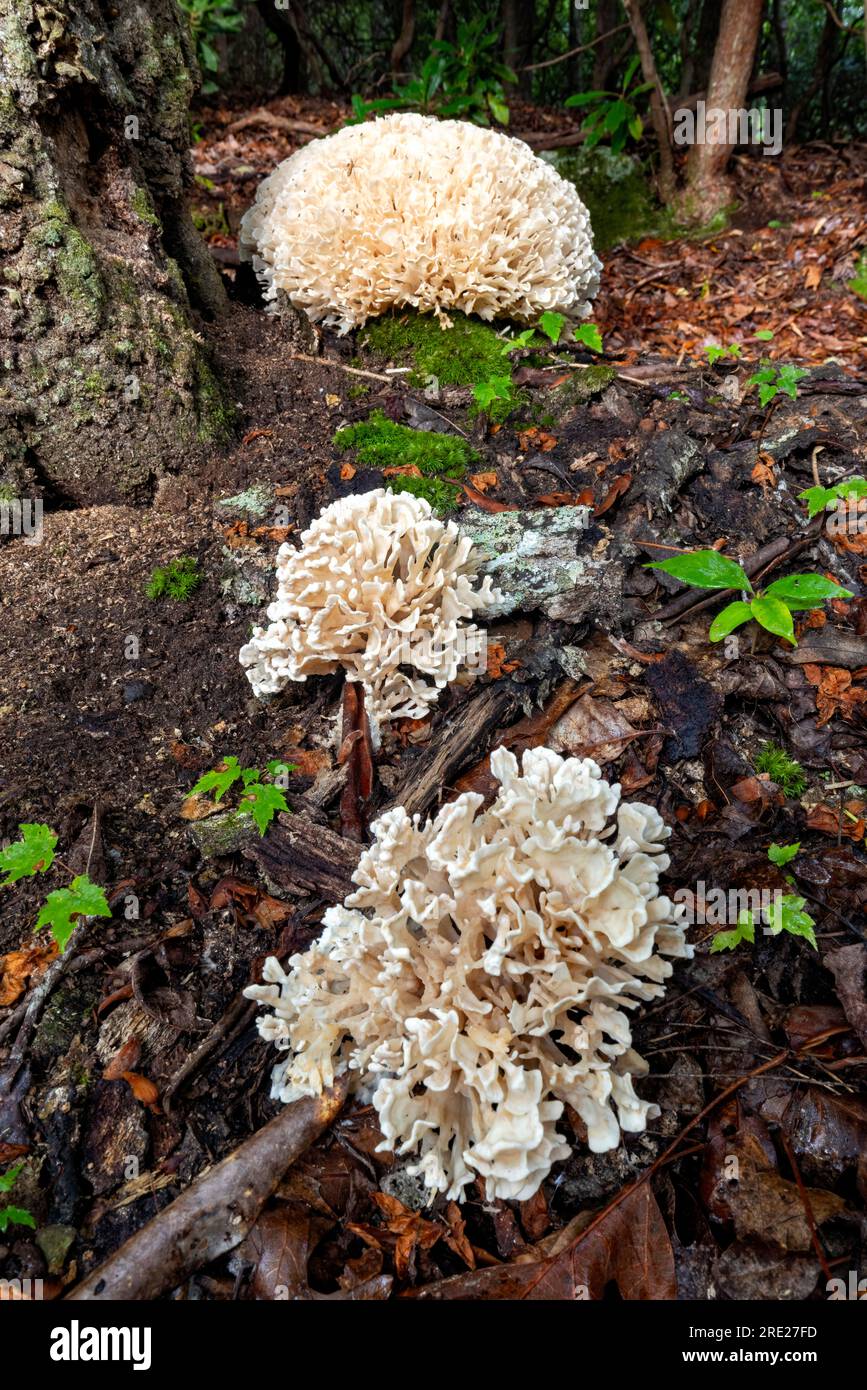 Group of cauliflower mushrooms (Genus Sparasssis) - Pisgah National Forest, Brevard, North Carolina, USA Stock Photo
