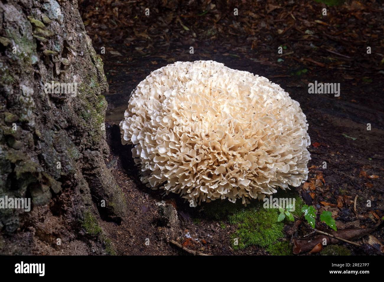 Close-up of large cauliflower mushroom (Genus Sparasssis) - Pisgah National Forest, Brevard, North Carolina, USA Stock Photo