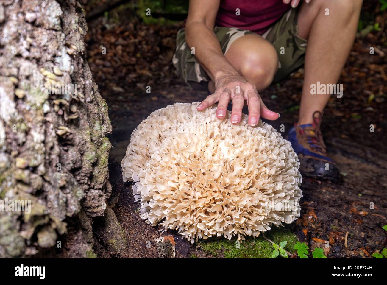 Woman touching giant cauliflower mushroom (Genus Sparasssis) - Pisgah National Forest, Brevard, North Carolina, USA Stock Photo